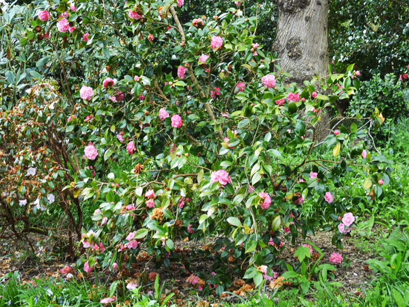 Camellia x williamsii ‘Mona Jury’, form. Caerhays Castle, Goran, Cornwall, United Kingdom.